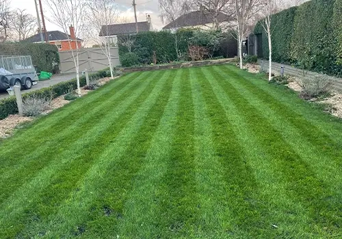 Lawn Renovation Services